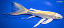 10.5" GINRIN YAMABUKI OGON BUTTERFLY