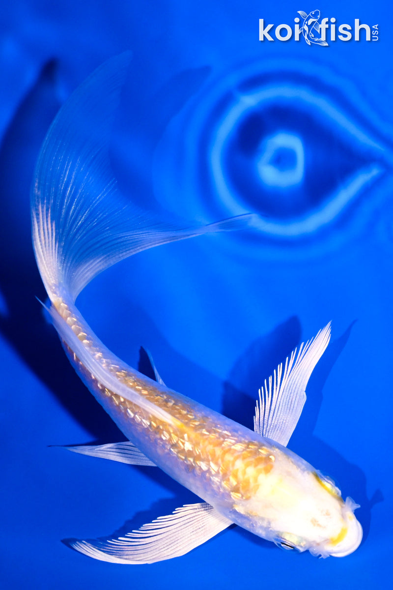 4.75" GINRIN LEMON HARIWAKE BUTTERFLY