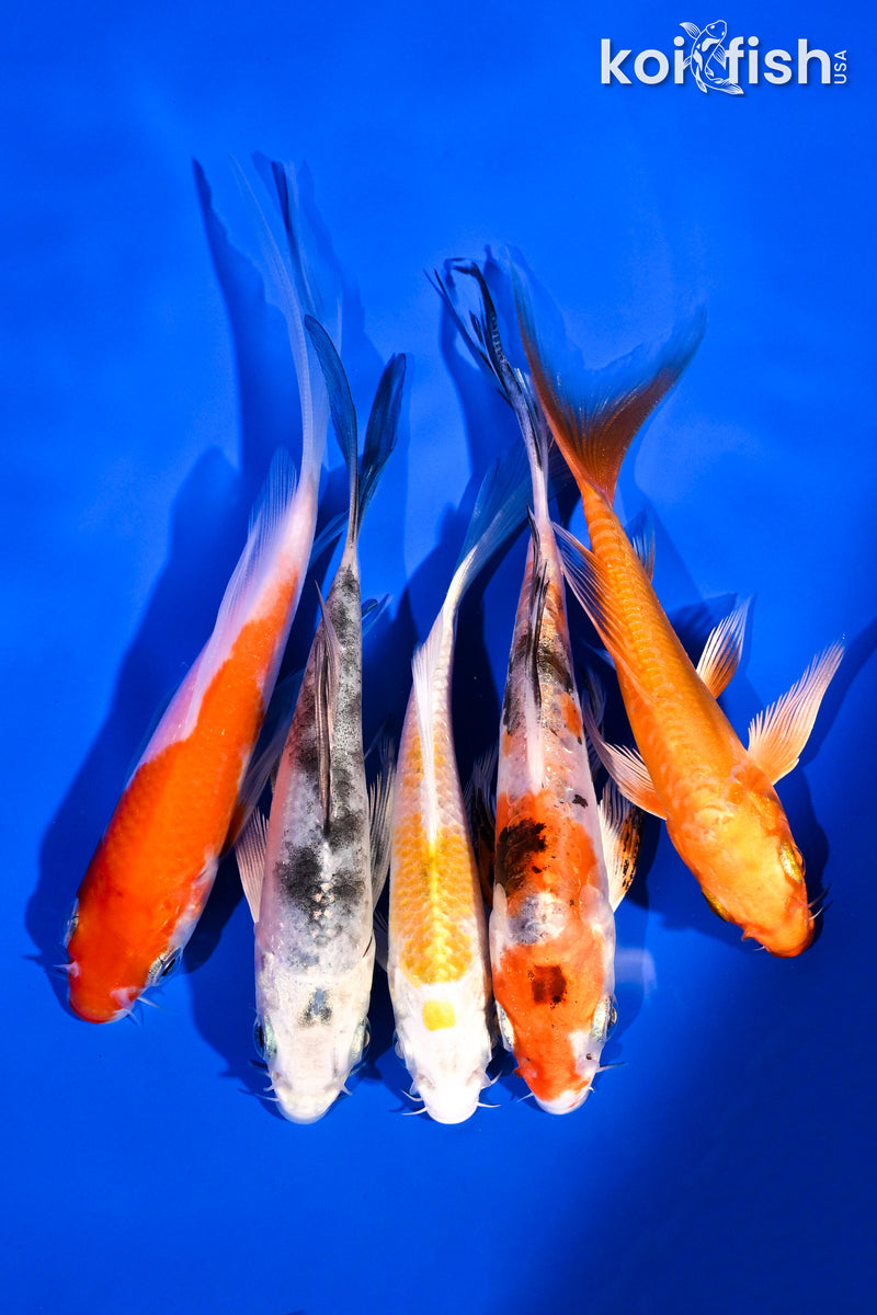 PACK OF (5) 4-5.5" BUTTERFLY KOI