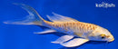 5" DOITSU YAMABUKI OGON BUTTTERFLY