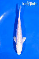 5" GINRIN PLATINUM OGON