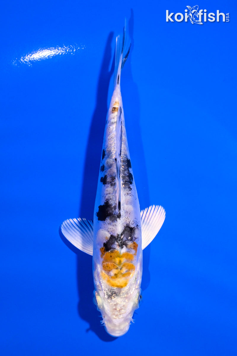 4.5" HEISEI NISHIKI