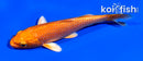 4" ORENJI OGON