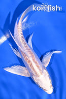 5" PLATINUM OGON BUTTERFLY
