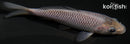 4.5" SORAGOI