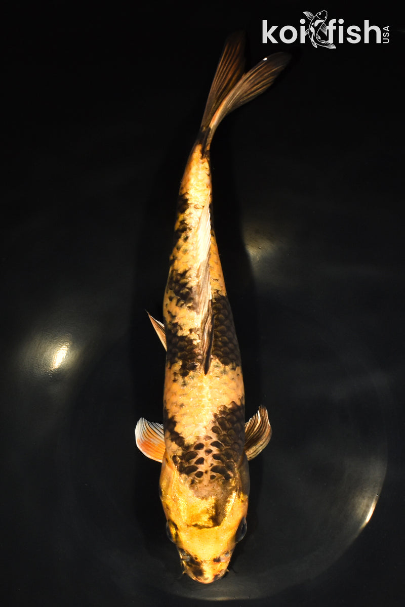 11.5" KIN KI UTSURI