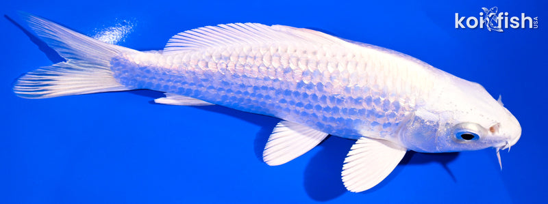 6.5" GINRIN PLATINUM OGON