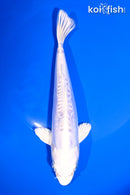 7" DOITSU PLATINUM OGON