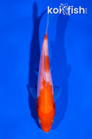 4" KOHAKU