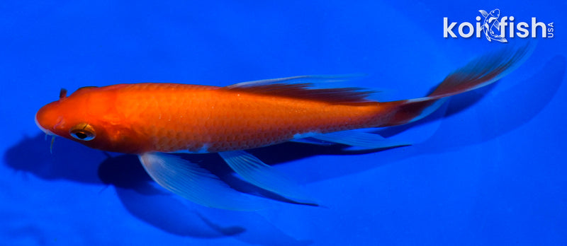 5.5" KOHAKU BUTTERFLY