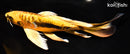 9.25" BENI KIKOKURYU BUTTERFLY