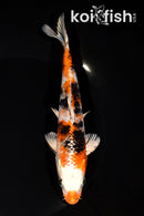 7" YAMATO NISHIKI