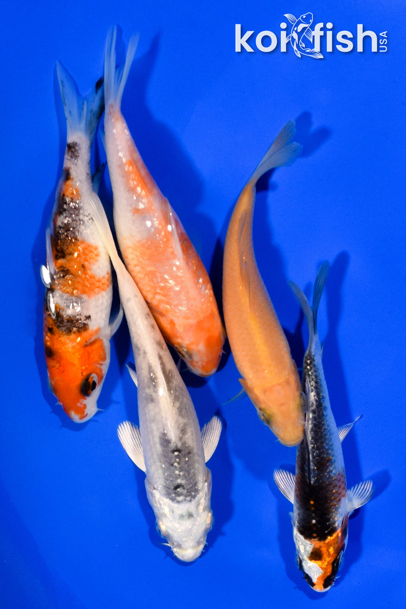 PACK OF (5) 3.5"- 4" STANDARD KOI