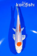 6" KIKUSUI