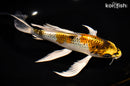9.5" KUJAKU BUTTERFLY