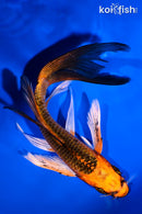 5.5" ORENJI MATSUBA BUTTERFLY