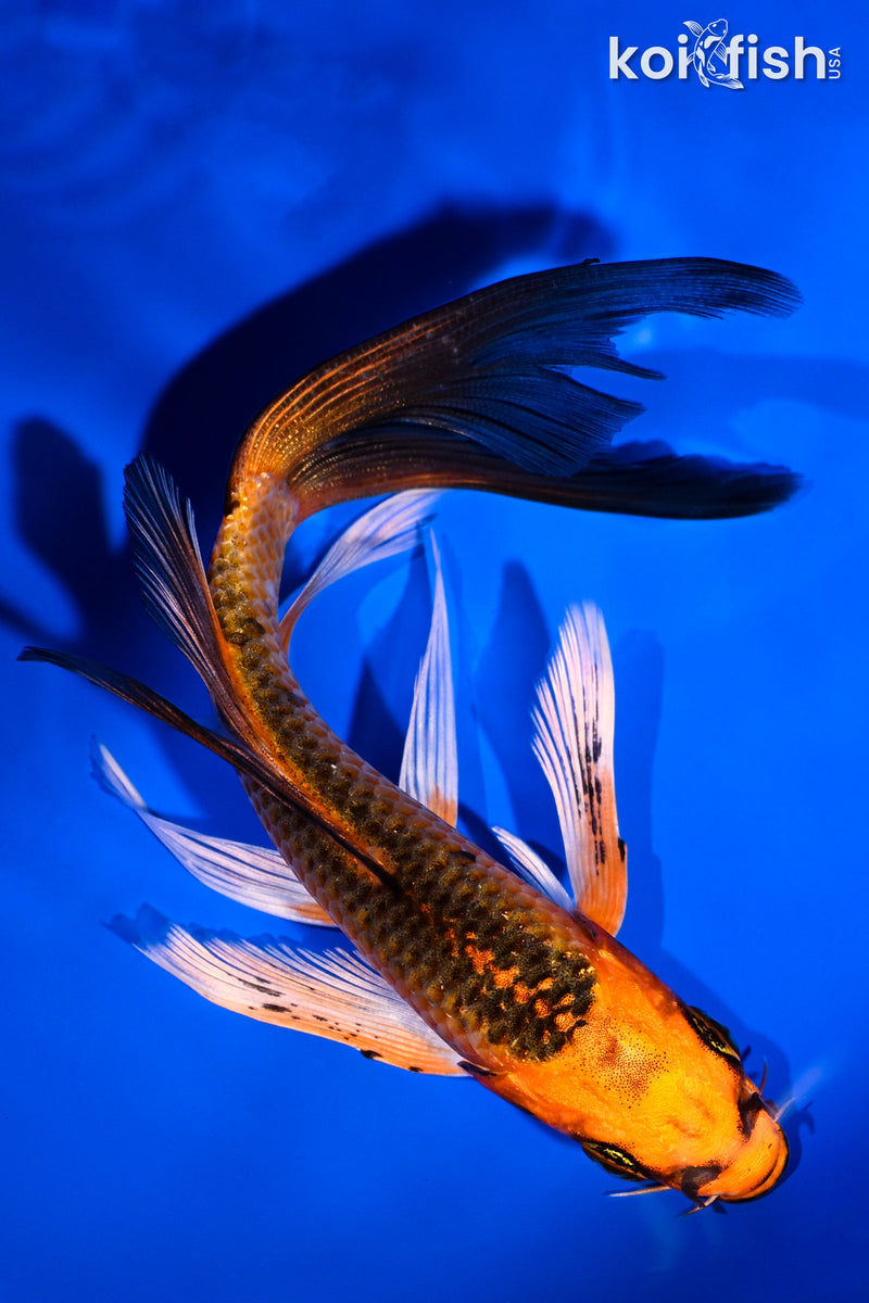 5.5" ORENJI MATSUBA BUTTERFLY