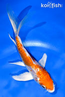 5.5" KIKUSUI BUTTERFLY