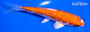 5.5" GINRIN HARIWAKE
