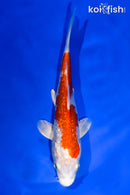 5.5" GINRIN HARIWAKE