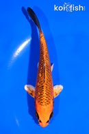 5.5" GINRIN KIN ORENJI MATSUBA