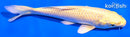 5.5" YAMABUKI OGON