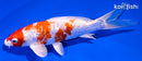 6.25" GINRIN KIKUSUI