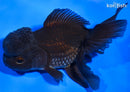5.25" ORANDA GOLDFISH