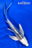 4.5" GINRIN GIN MATSUBA BUTTERFLY