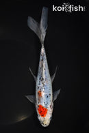 7.75" SHUBUNKIN GOLDFISH