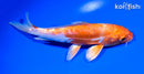6.5" ARAGOKE KIKUSUI