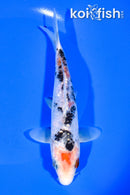 6.5" GINRIN SANKE