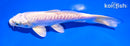 6" ARAGOKE PLATINUM OGON