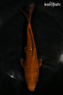 7" CHAGOI