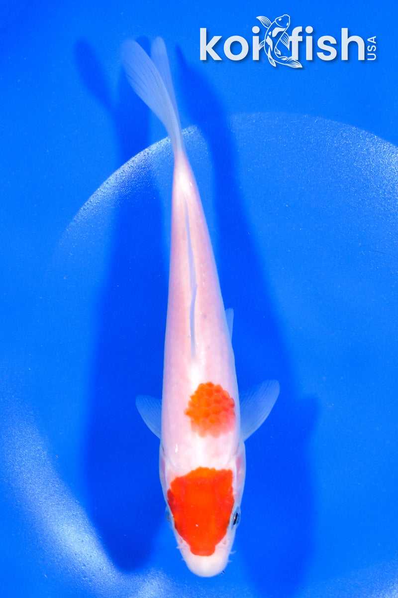 6.5" MARUTEN KOHAKU