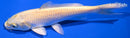 6.75" YAMABUKI OGON