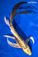 10.5" KIN KIKOKURYU BUTTERFLY