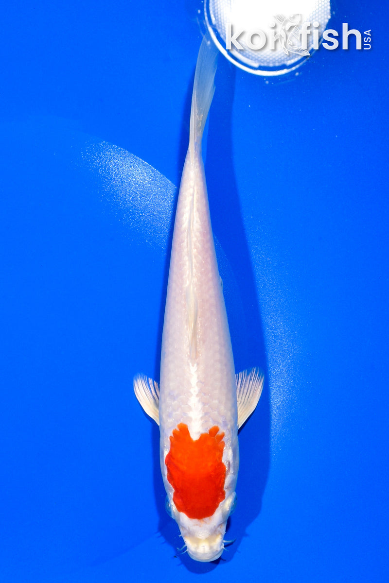 7.5" HARIWAKE
