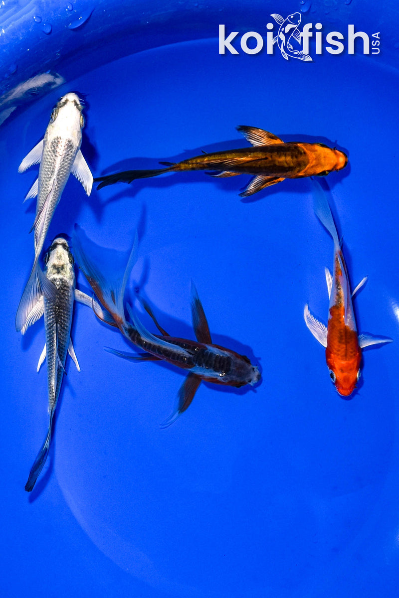 PACK OF (5) 3-4" BUTTERFLY KOI