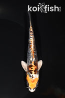 5.5" ARAGOKE BENI KIKOKURYU