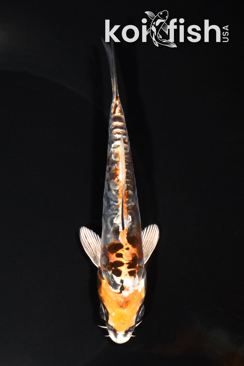 5.5" ARAGOKE BENI KIKOKURYU