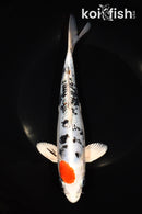 8.75" MARUTEN HEISI NISHIKI