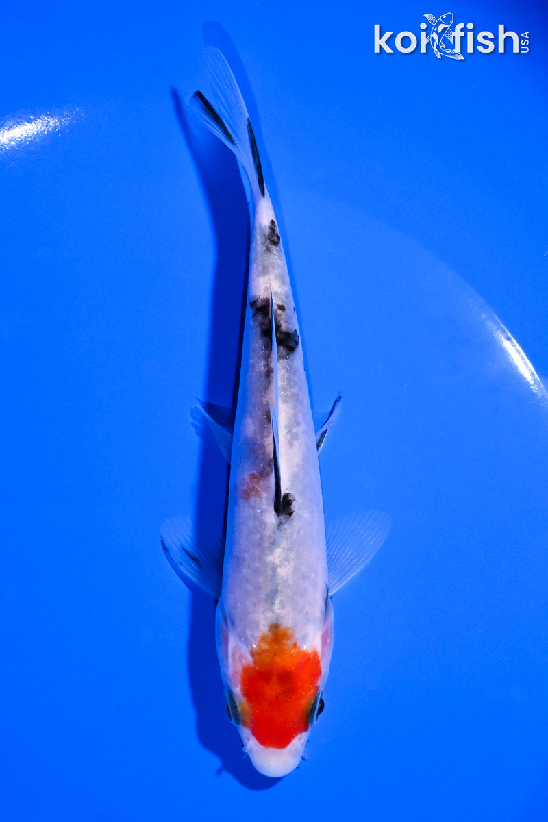 5.25" SANKE