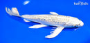 9.75" GINRIN KUJAKU BUTTERFLY