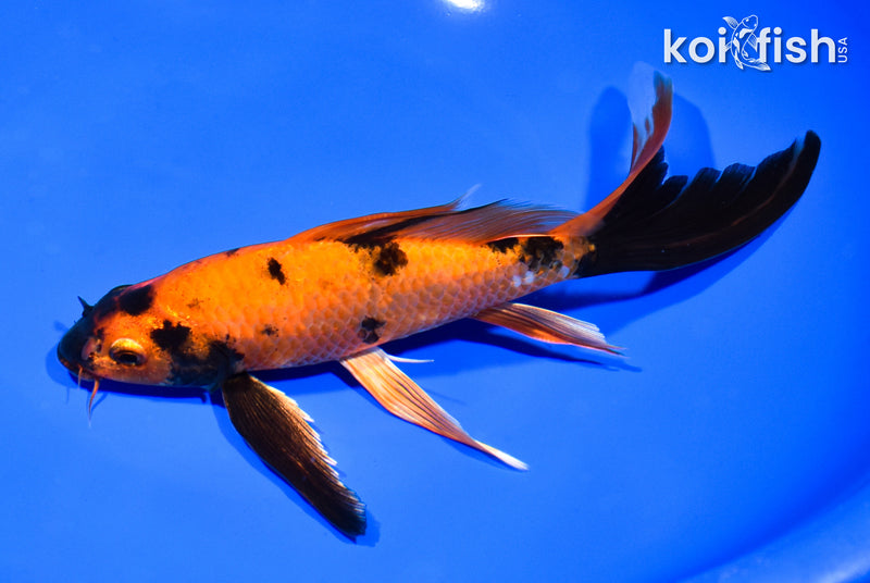 8" KIN HI UTSURI BUTTERFLY