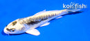 4" KIN KIKOKURYU