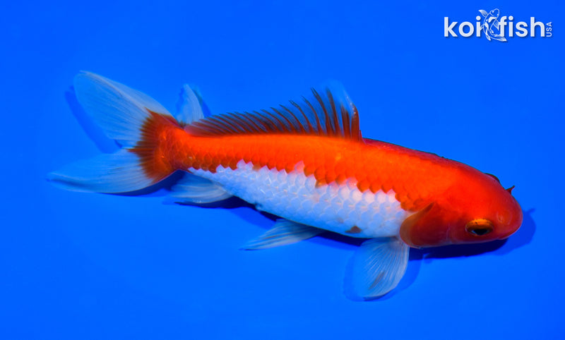 6.25" SARASA WATONAI GOLDFISH