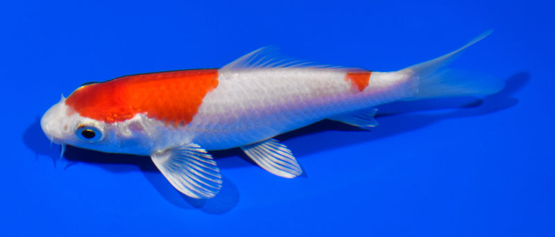 5.25" HARIWAKE