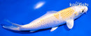 6" LEMON HARIWAKE
