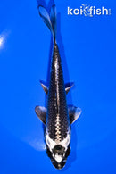 6.75" GINGA